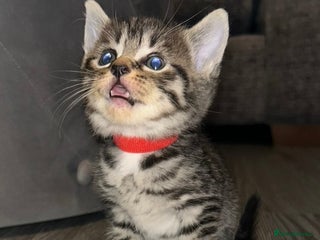 Domestic Shorthair cats - Advert 33