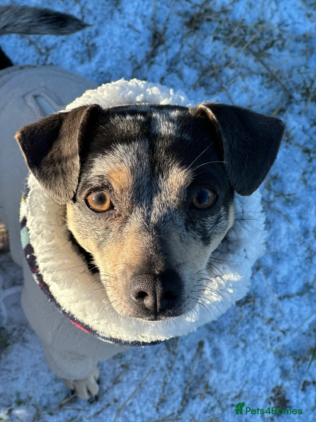 Jack Russell dogs for sale: Perfect Blue and Blue Merle Jack Russell Puppies - Advert 2