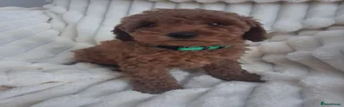 Miniature Poodle 2