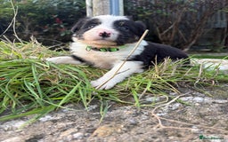 Bearded Collie dogs for sale: 🚨3/4 BEAUTIFUL BEARDIE PUPPIES 🚨 - Image 14