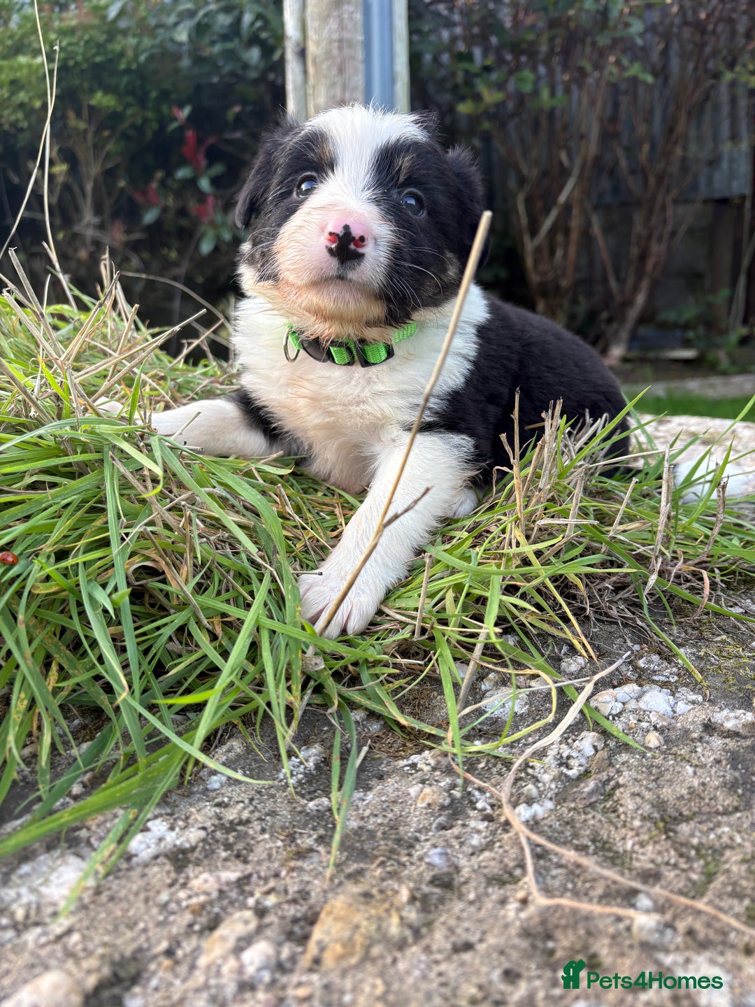 Bearded Collie dogs for sale: 🚨3/4 BEAUTIFUL BEARDIE PUPPIES 🚨 - Image 14