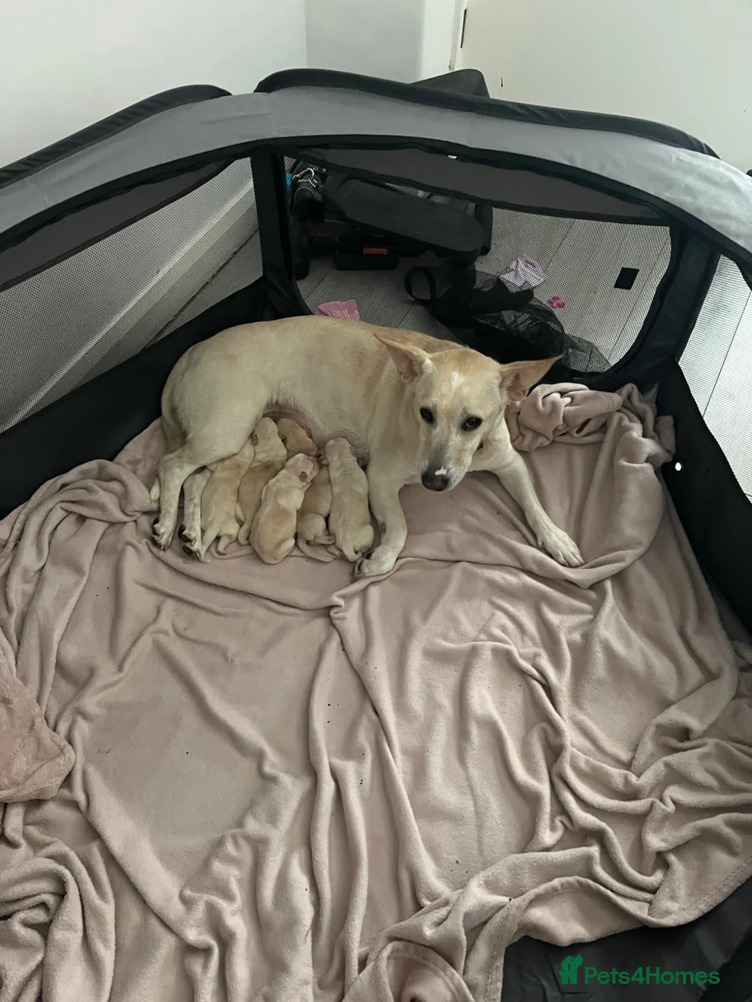 Mixed Breed dogs for sale: 6 puppies 4 girls 2 boy in Wallsend - Advert 1