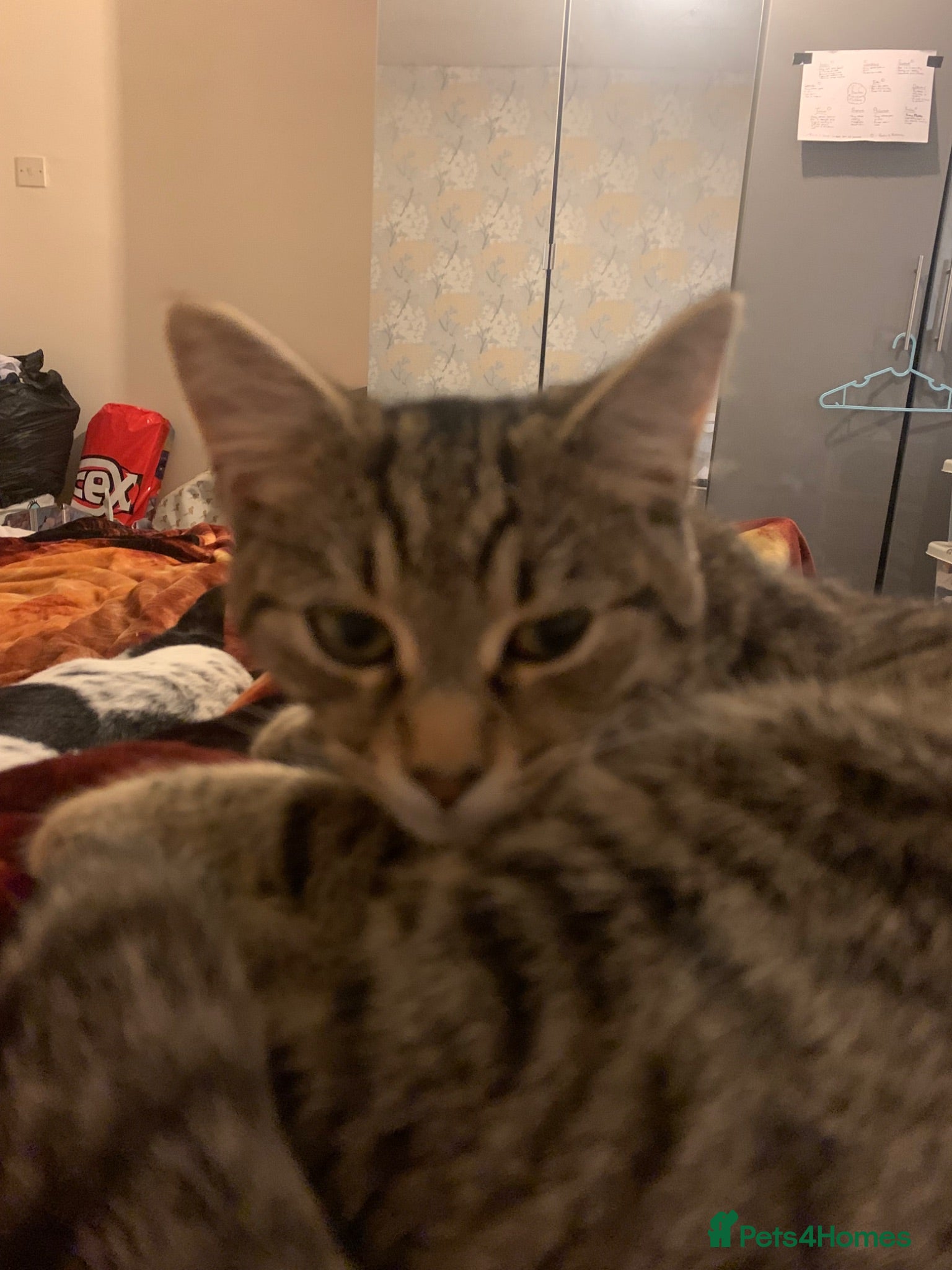 Mixed Breed cats Cat needs rehoming  - Advert 1