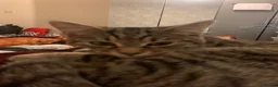 Mixed Breed cats for sale: Cat needs rehoming  in Liverpool - Advert 1