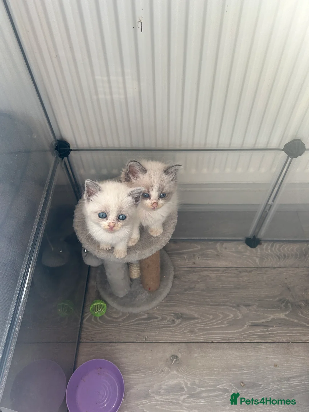 Ragdoll cats for sale: RAGDOLL KITTENS  - Advert 5