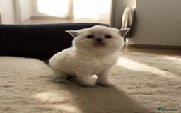 British Shorthair cats for sale: RARE opportunity stunning GCCF ACTIVE 11mnt BSH🩷 - Image 10