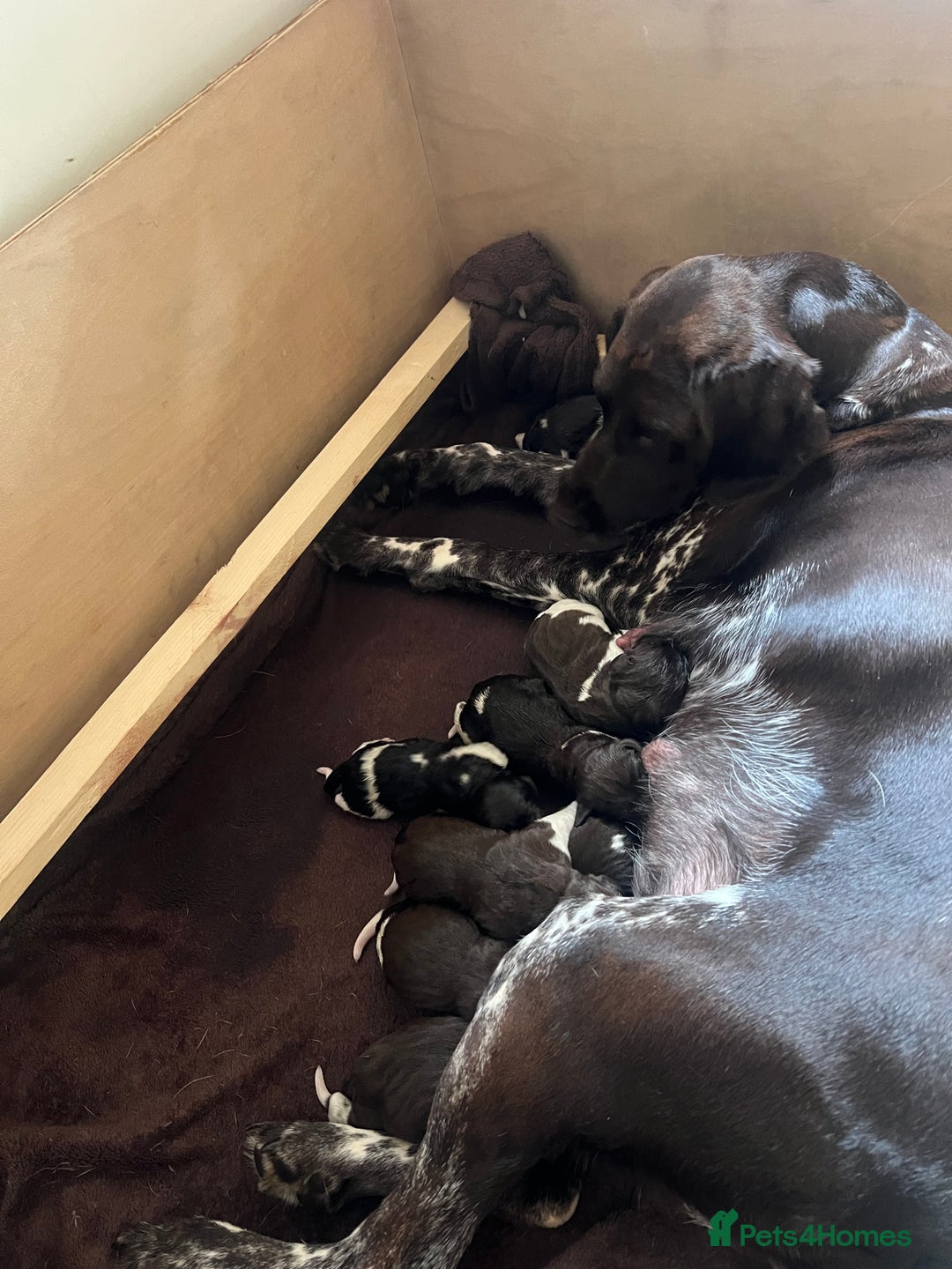 German Shorthaired Pointer dogs for sale: Beautiful KC reg German Shorthaired Pointer Pups - Image 2
