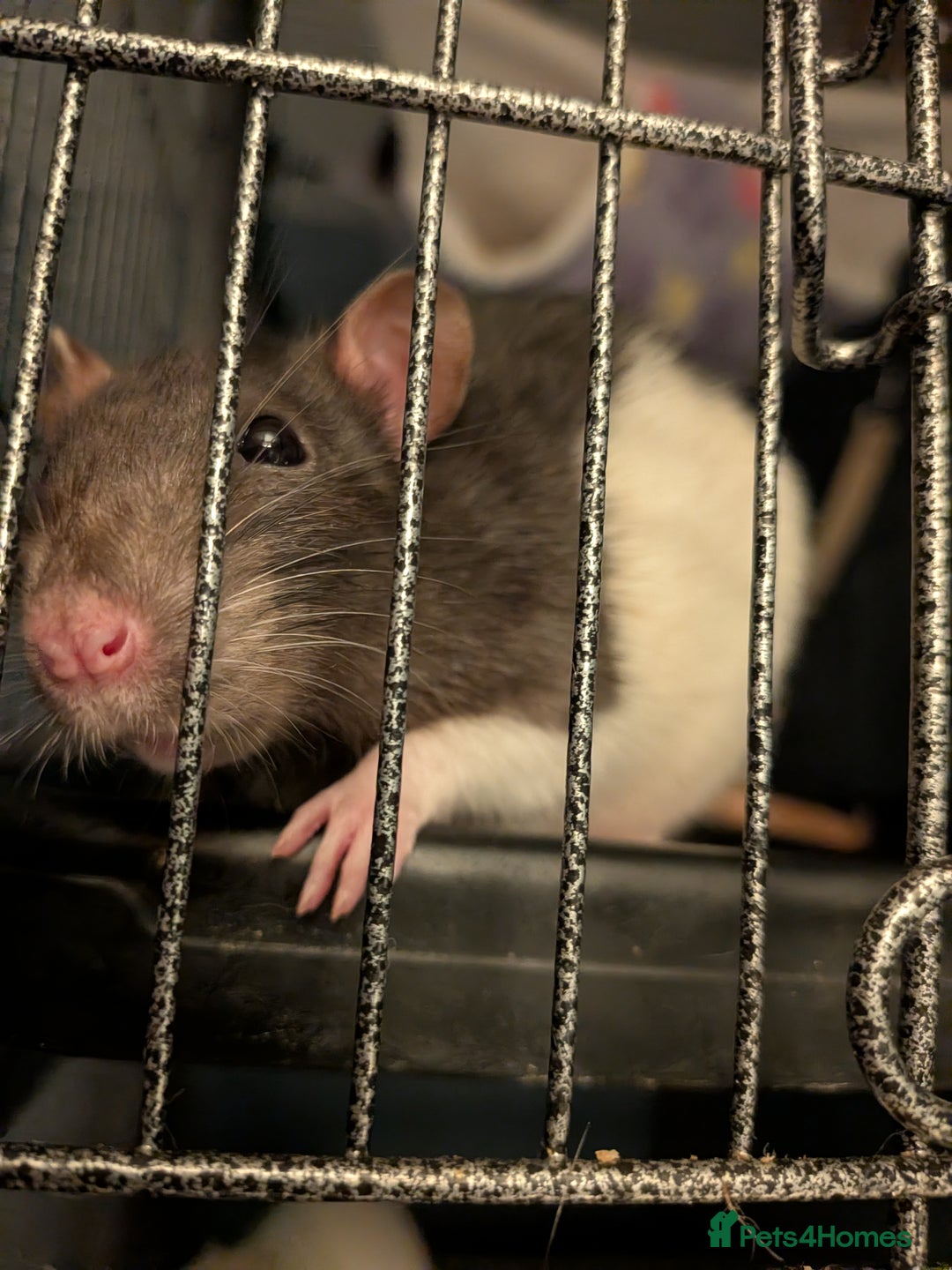 Rat rodents for sale: Female rats for adoption - with cage  - Advert 1