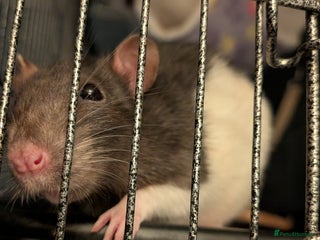 Rat rodents Female rats for adoption - with cage - Advert 1