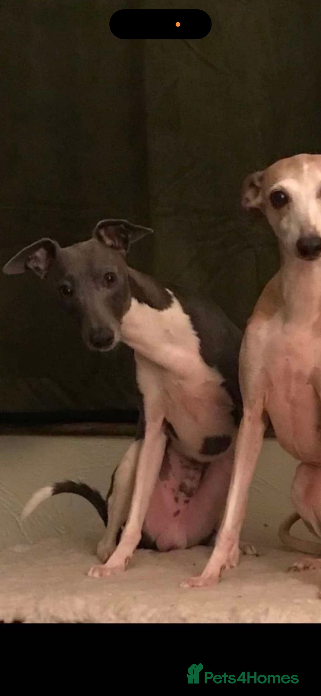 Mixed Breed dogs for sale: Whippet x Italian Greyhound Pups - Advert 26