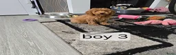 Cavapoo dogs for sale: BOYS ONLY cavapoo pups ready to leave  - Advert 6