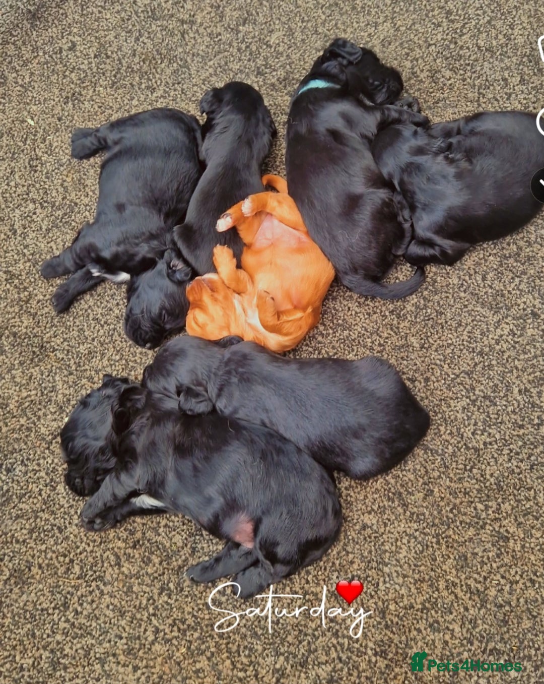 Cocker Spaniel dogs for sale: Kc cocker spaniels  - Image 5