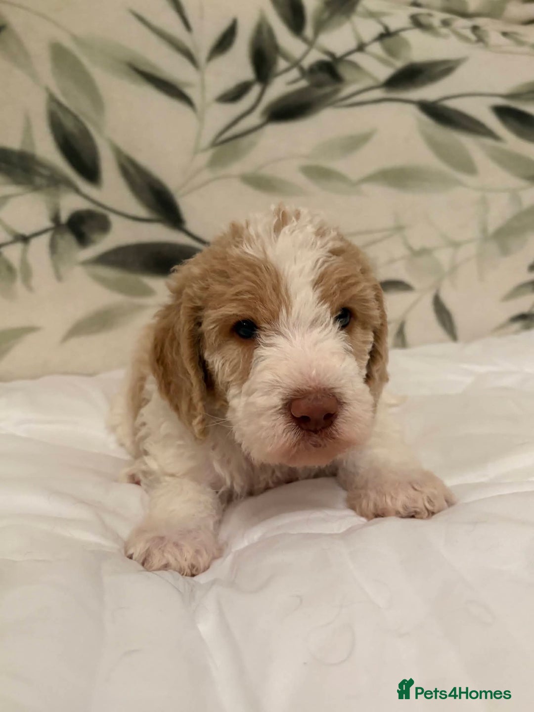 Labradoodle dogs for sale: Lovable F3B Parti Labeadoodle Puppies  - Advert 16