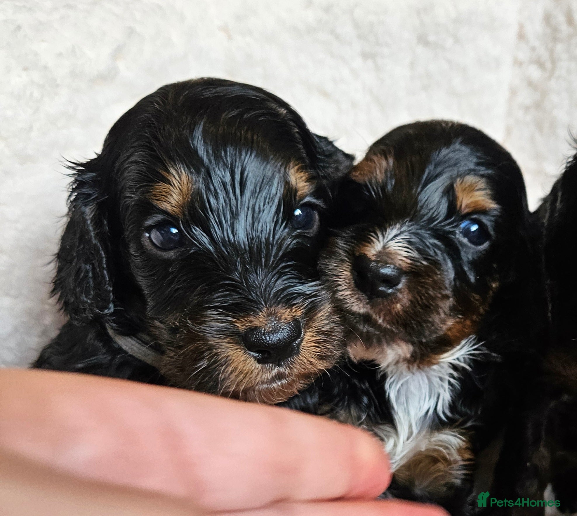 Cockapoo dogs Licensed insured breeder! Show-type cockapoo boys - Advert 1