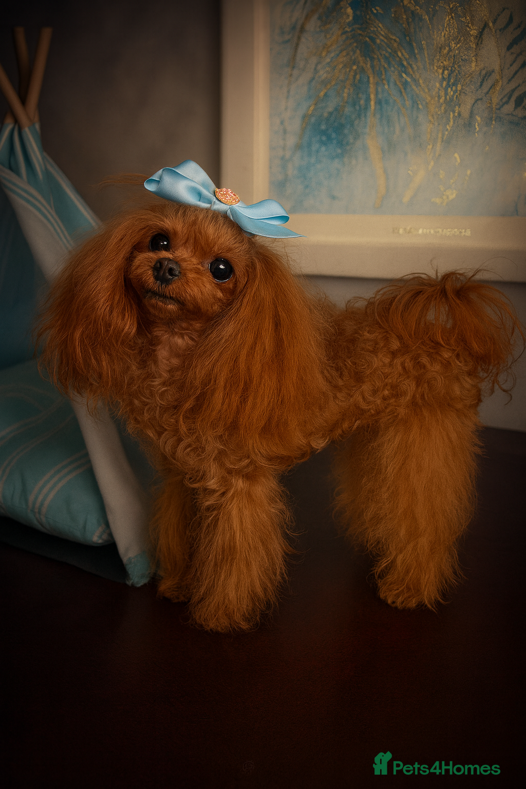 Miniature Poodle dogs 💎Elite imported Asian teddy bear Poodle Stud 💎 - Advert 9