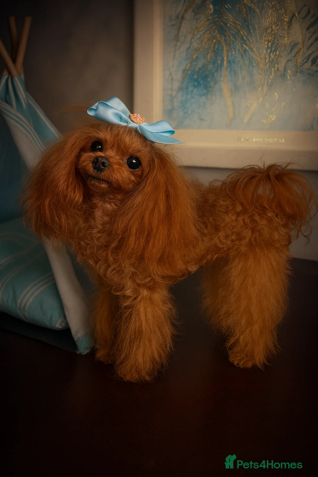 Miniature Poodle dogs for stud: 💎Elite imported Asian teddy bear Poodle Stud 💎 - Advert 2