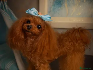 Miniature Poodle dogs 💎Elite imported Asian teddy bear Poodle Stud 💎 - Advert 9