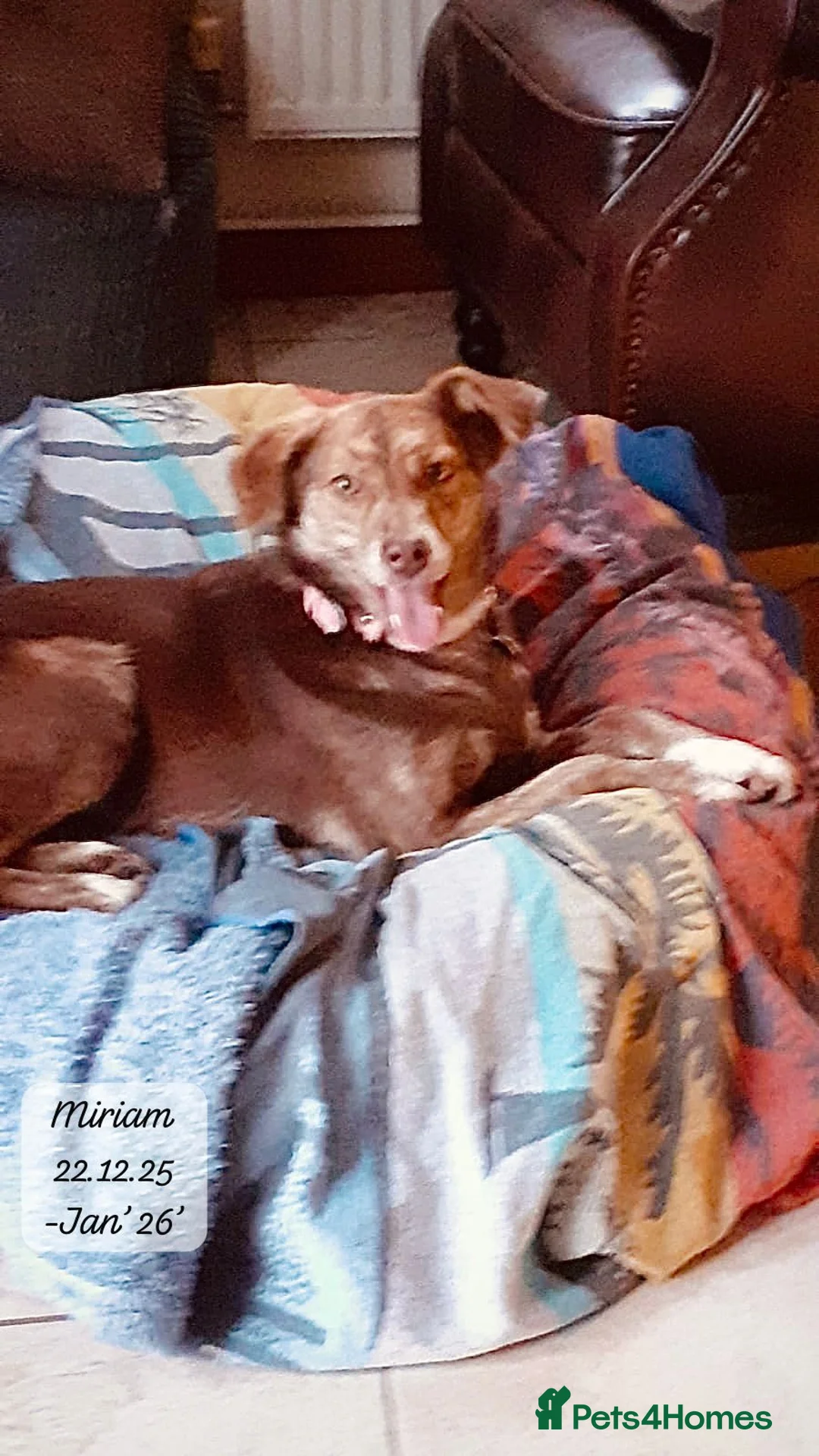 Mixed Breed dogs for adoption: Miriam, 14 months approx. Available for adoption.. - Advert 26