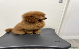Miniature Poodle dogs for sale: KC Red miniature Poodle with excellent pedigree  - Image 6