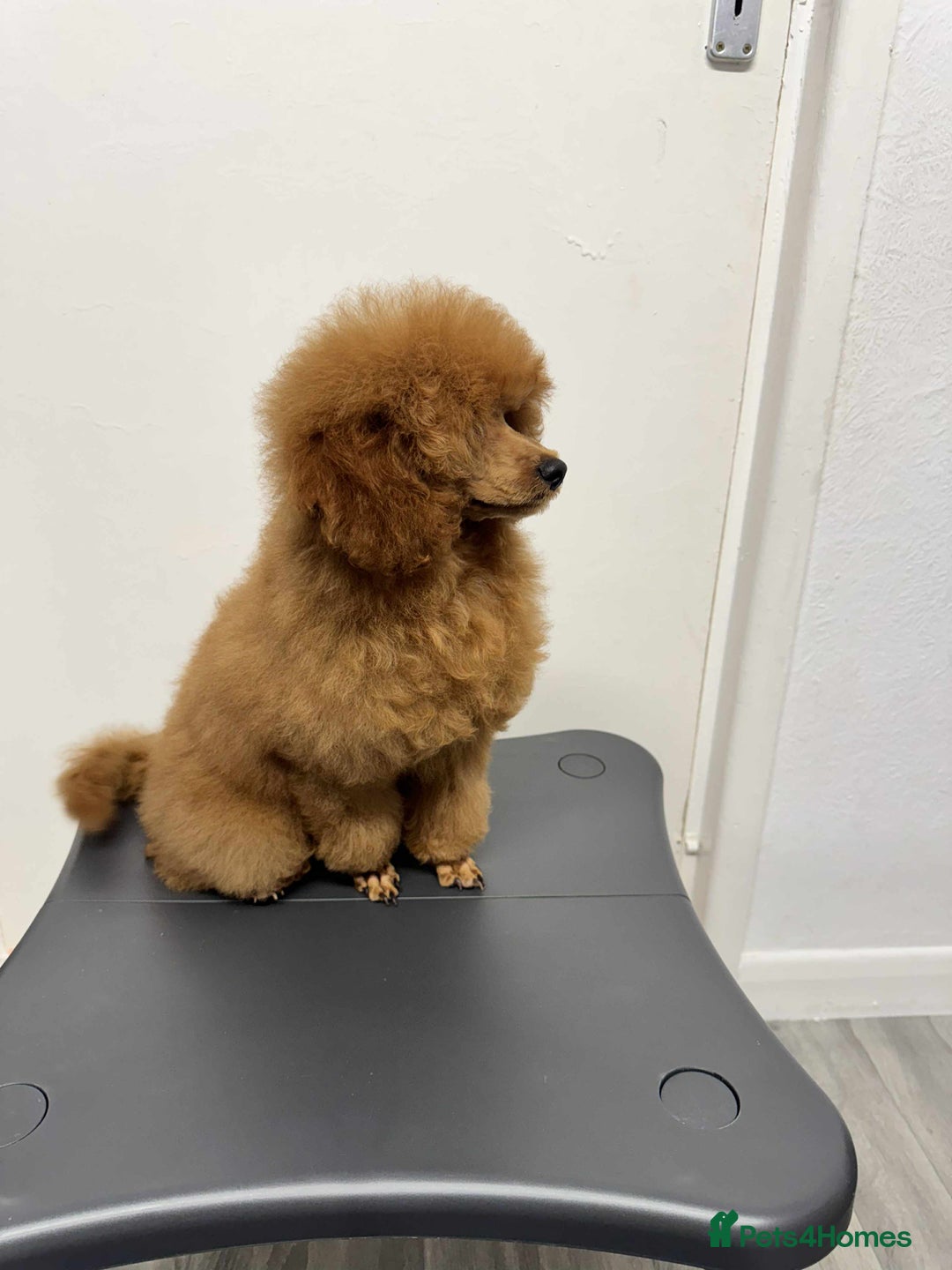 Miniature Poodle dogs for sale: KC Red miniature Poodle with excellent pedigree  - Image 6
