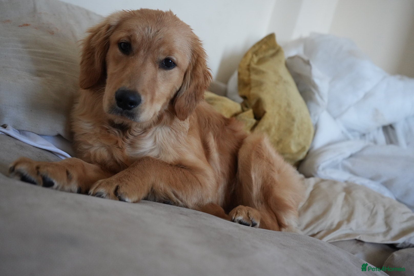 Golden Retriever dogs 1 year old golden retriever - Advert 1