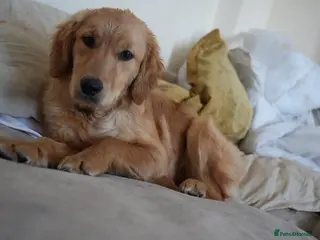 Golden Retriever dogs 1 year old golden retriever - Advert 1