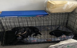 Mixed Breed dogs for sale: RESERVED  - Image 4