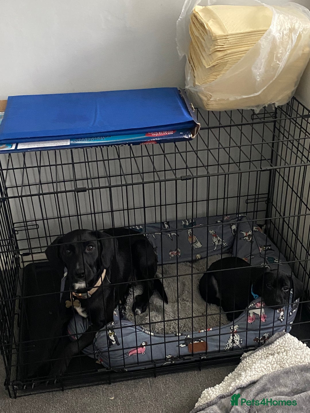 Mixed Breed dogs for sale: RESERVED  - Image 4