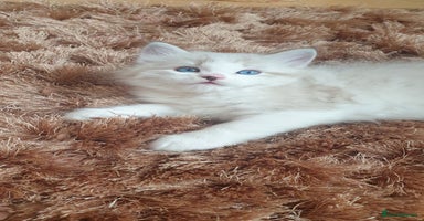 Ragdoll cats - Advert 13