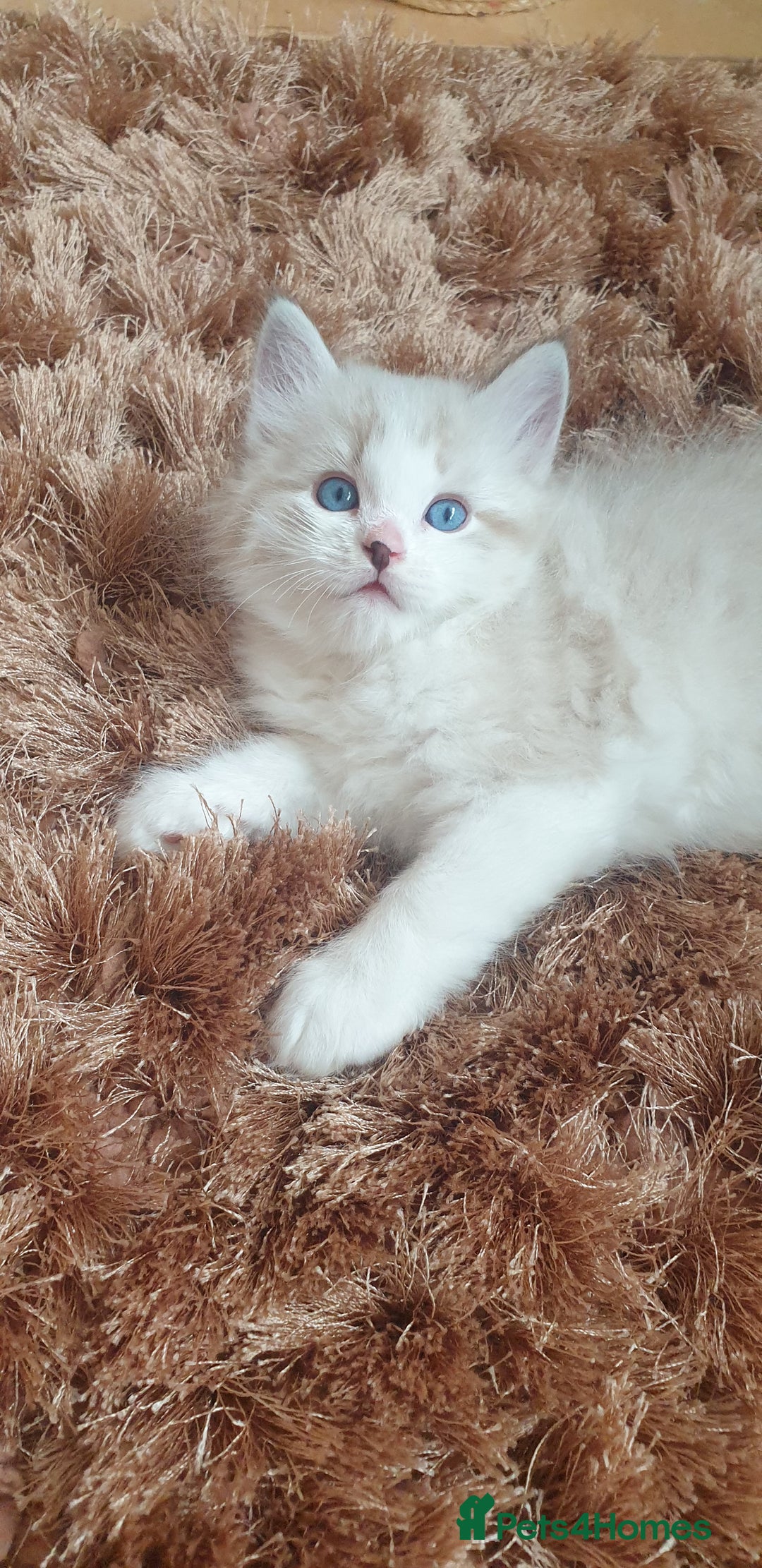 Ragdoll cats for sale: Last beautiful Snowleopard boy available  - Image 3