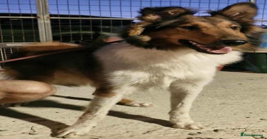 Rough Collie dogs Brin is looking for a loving home - Advert 14