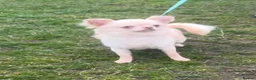 Chihuahua dogs for sale: Beautiful Lilac tri Chihuahua puppies KC  - Advert 5