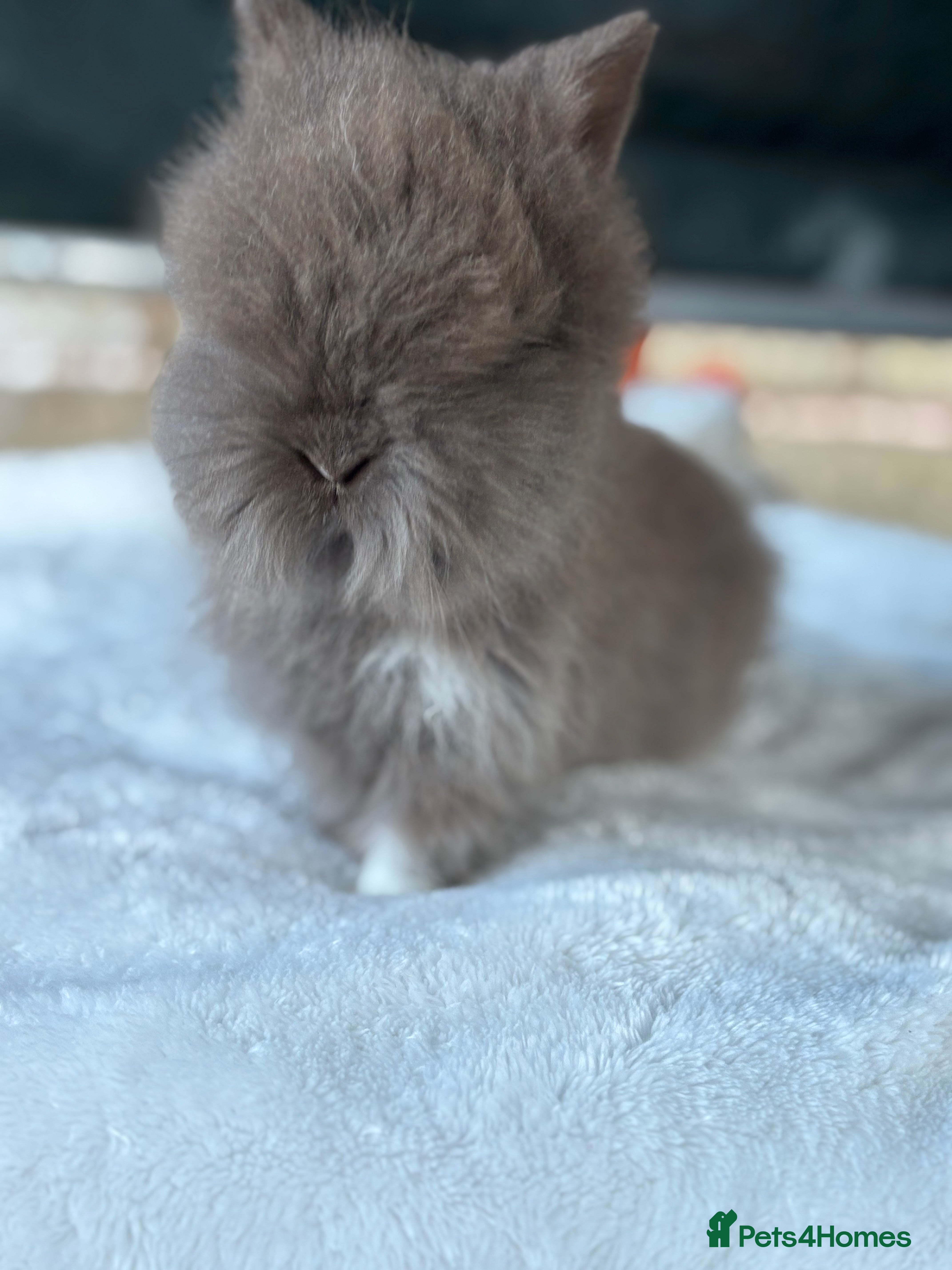 Lionhead rabbits READY TO LEAVE. Double mained lionhead baby’s  - Advert 12