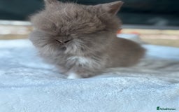 Lionhead rabbits for sale: READY TO LEAVE. Double mained lionhead baby’s  - Image 1