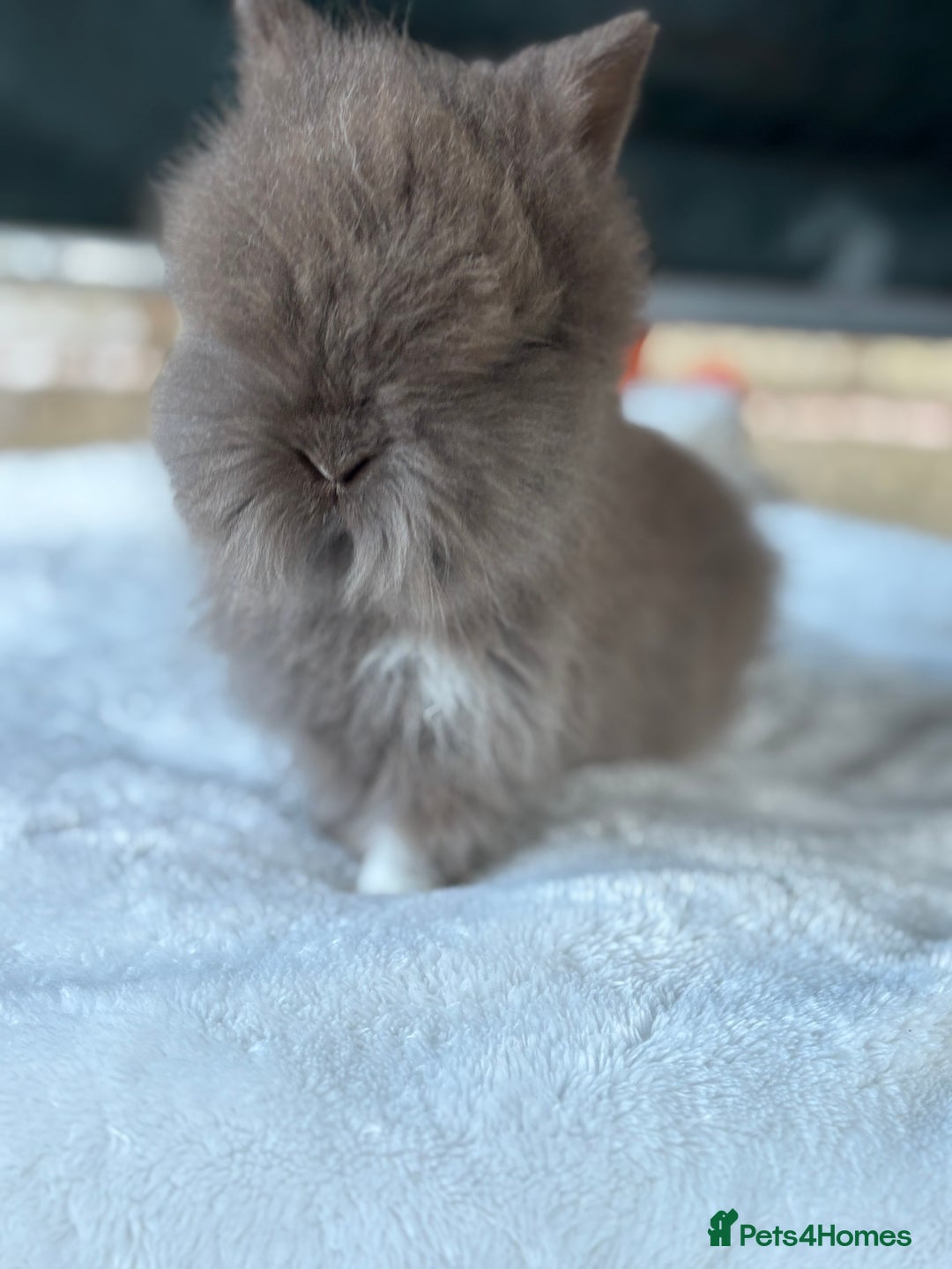 Lionhead rabbits for sale: READY TO LEAVE. Double mained lionhead baby’s  - Image 1