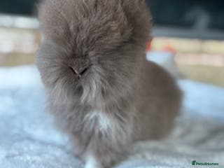 Lionhead rabbits READY TO LEAVE. Double mained lionhead baby’s - Advert 16