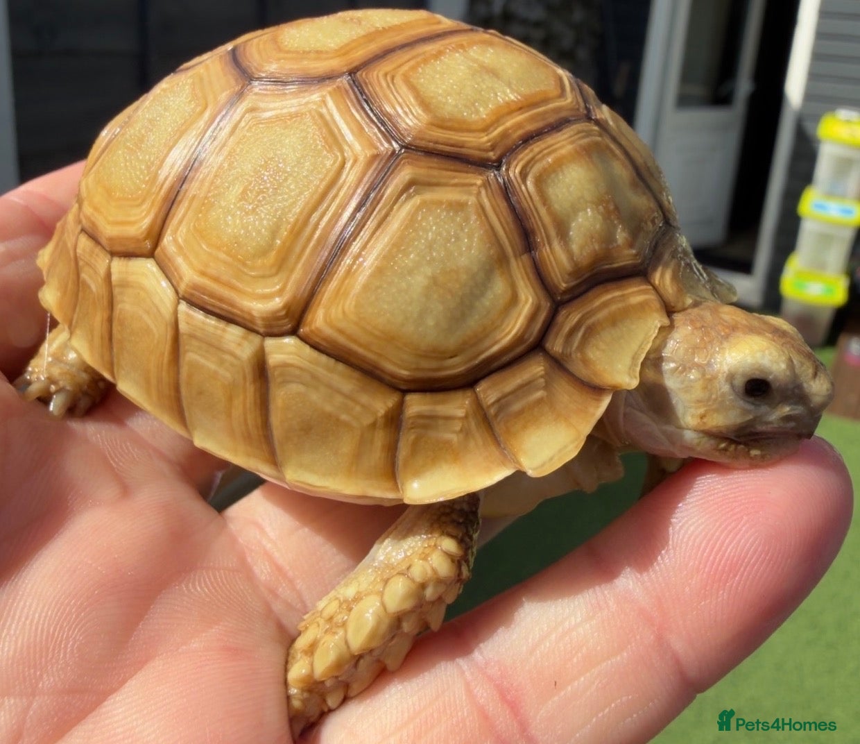 Tortoise reptiles for sale: 🐢 VARIOUS TORTOISES 🐢 - Advert 1