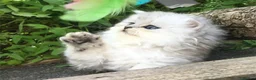 Persian cats for sale: Beautiful persian kitten - Advert 3