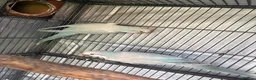 Parrots birds for sale: Hand raised Quaker Parrots - Advert 4