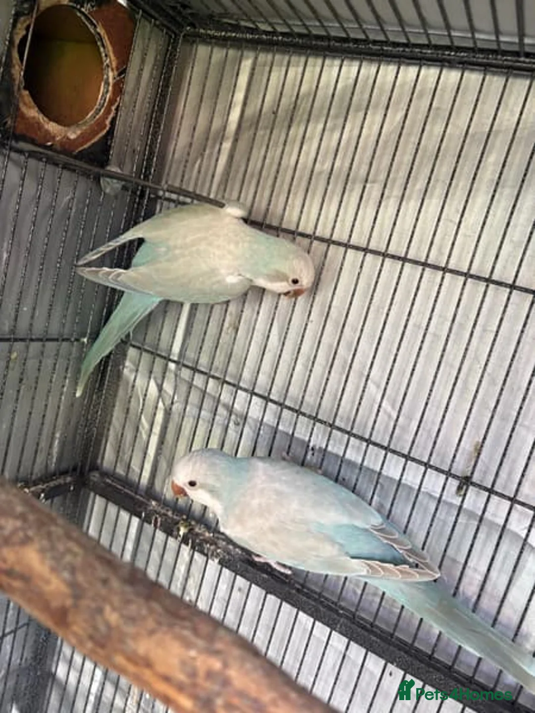 Parrots birds for sale: Hand raised Quaker Parrots - Advert 4