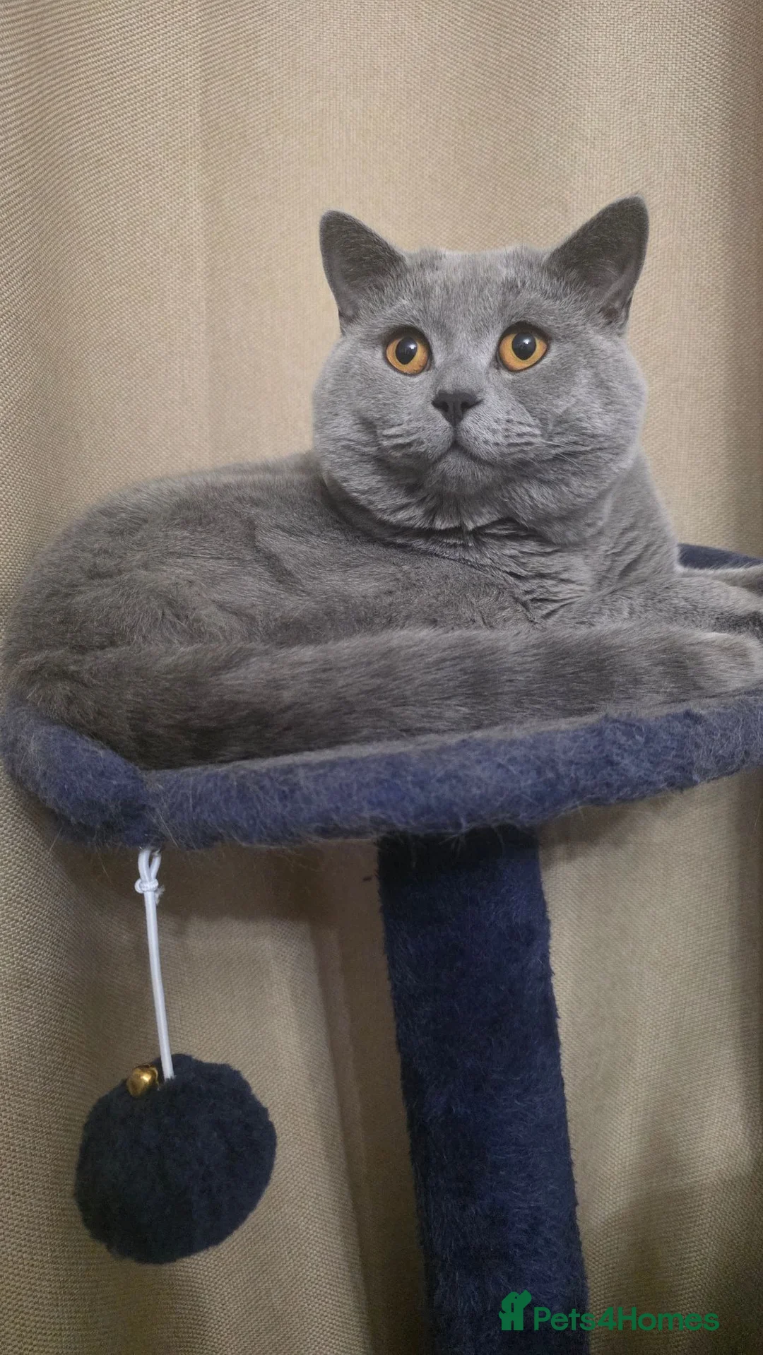 British Shorthair cats for sale: Beautifull British short hair male cat. in Leeds - Advert 2