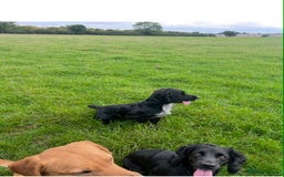Cocker Spaniel dogs for sale: Cocker Spaniel Puppies looking for the best homes - Image 13