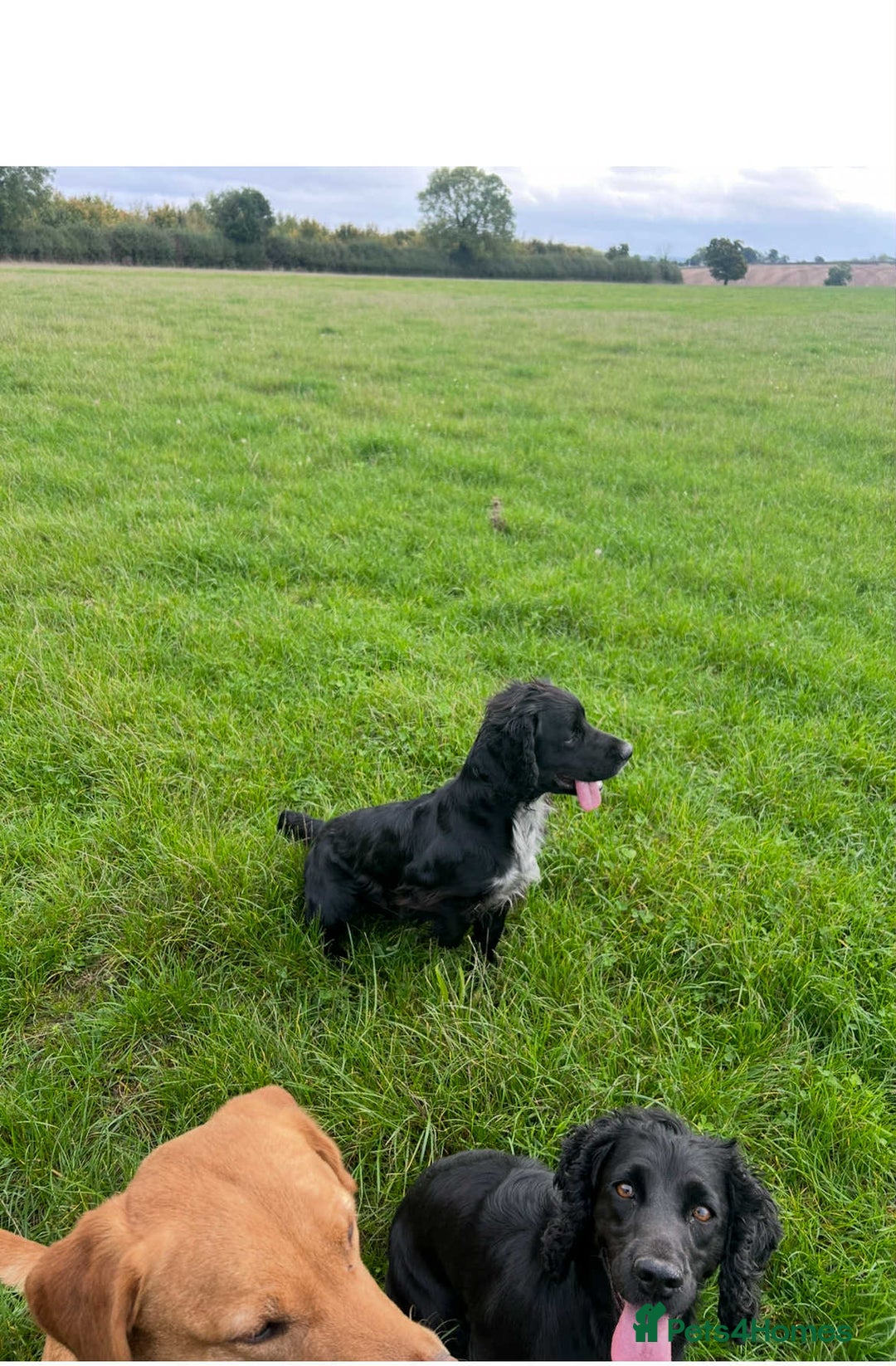 Cocker Spaniel dogs for sale: Cocker Spaniel Puppies looking for the best homes - Image 13