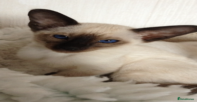 Siamese cats ❤️handsome seal point Siamese❤️ - Advert 10