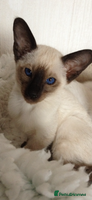 Siamese cats ❤️handsome seal point Siamese❤️ - Advert 1