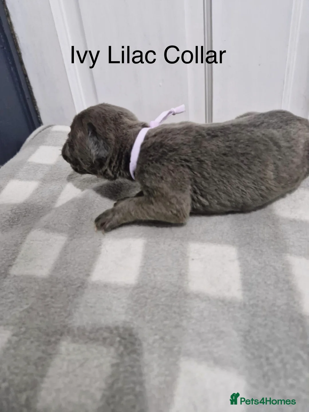Cane Corso dogs for sale: 10 beautiful Cane Corso puppies - Advert 7