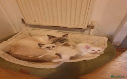 Ragdoll cats for sale: Ragdoll kittens  - Image 1