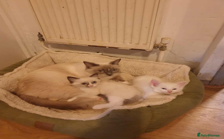 Ragdoll cats - Advert 1