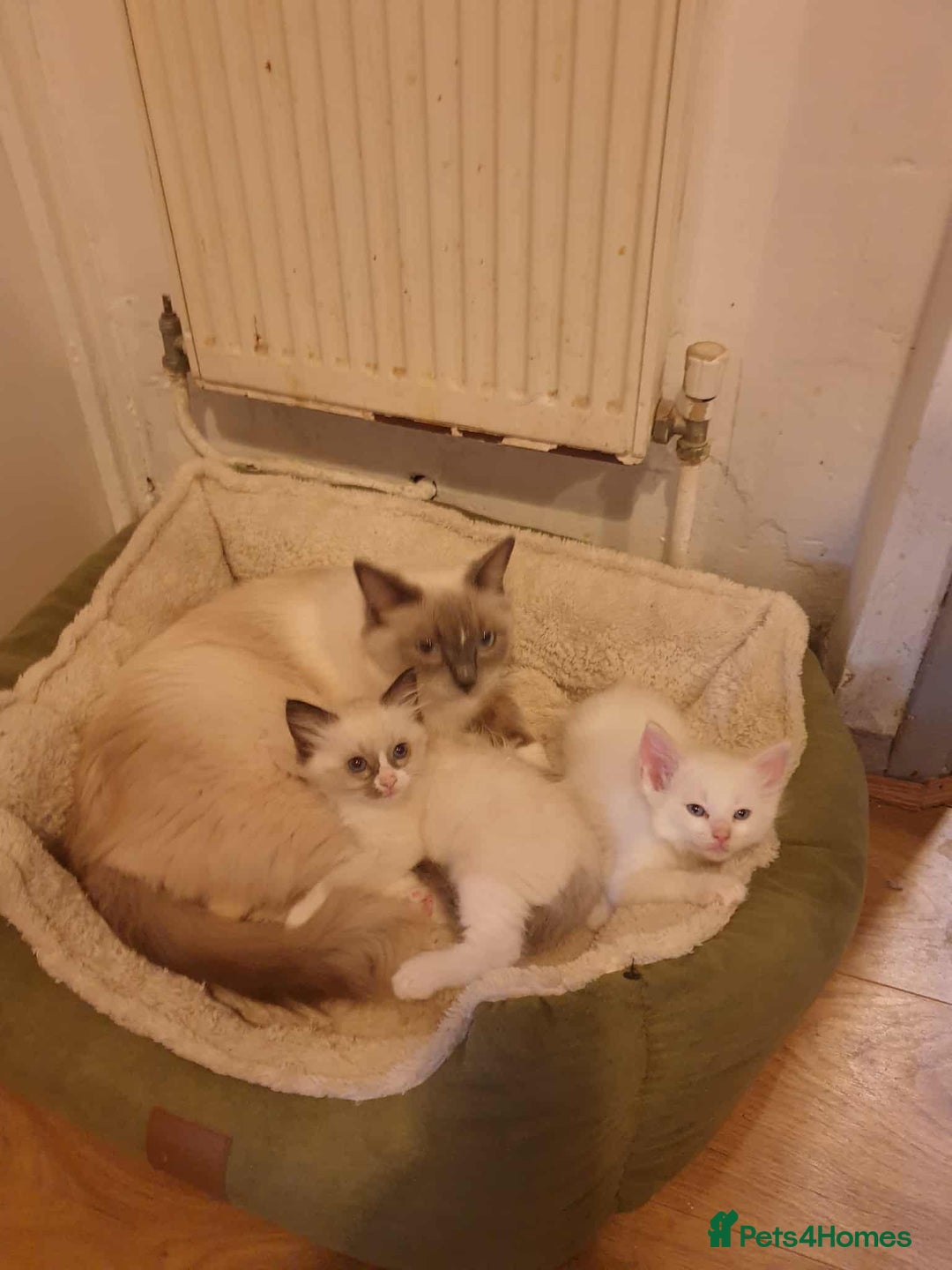 Ragdoll cats for sale: Ragdoll kittens  - Image 1