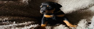 Dobermann Puppy 1